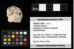 Foto (Objekt + Etiketten) von ? Goniodromites sp. 
